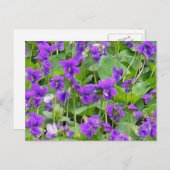 Wisconsin Wood Violets Postcard Postkarte (Vorne/Hinten)