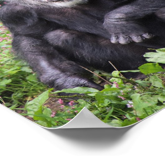 Wise Chimpanzee Poster (Ecke)