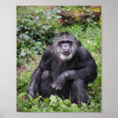 Wise Chimpanzee Poster (Vorne)