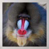 Wise Mandrill Monkey Poster (Vorne)