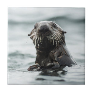 Wise Otter Fliese
