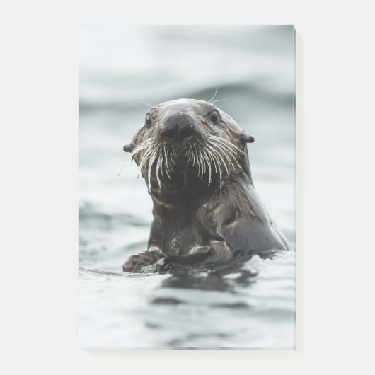 Wise Otter Post-it Klebezettel (Vorderseite)