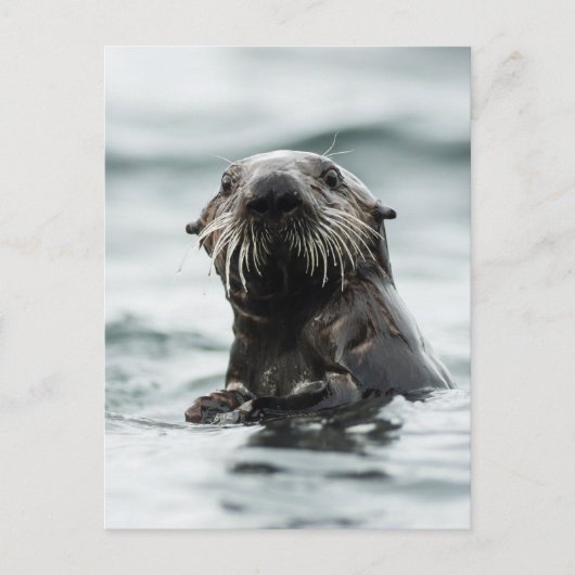 Wise Otter Postkarte (Vorderseite)