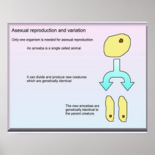 Wissenschaft, Biowissenschaft, asexuelle Fortpflan Poster