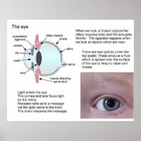 Wissenschaft, Biowissenschaft, das Auge