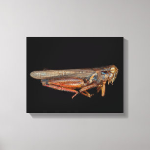 Wissenschaft - Entomologie - Das Exemplar Leinwanddruck
