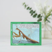 Wissenschaft, Insekten, betende Mantis Postkarte (Stehend Vorderseite)