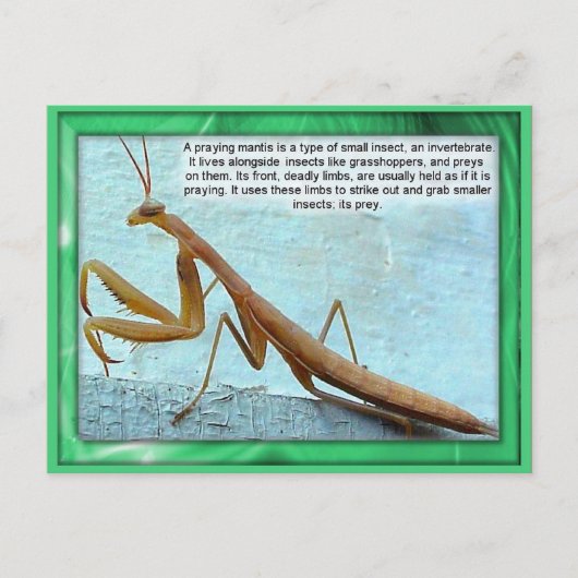 Wissenschaft, Insekten, betende Mantis Postkarte (Vorderseite)