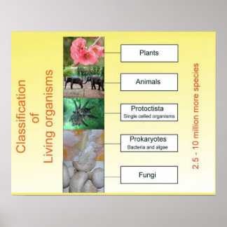 Wissenschaft, Klassifizierung lebender Organismen Poster