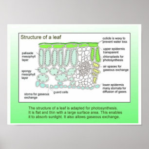 Wissenschaft, Pflanze, Blattstruktur Poster