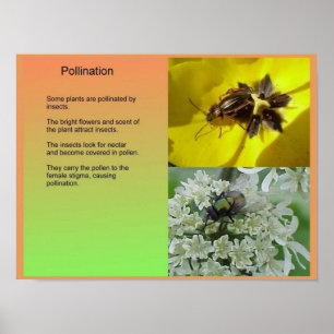 Wissenschaft, Pflanze, Reproduktion, Bestäubung Poster
