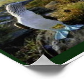 Wissenschaft, Tiere aus Galapagos Poster (Ecke)