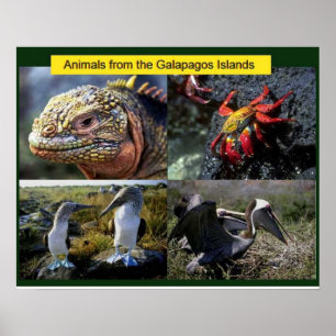 Wissenschaft, Tiere aus Galapagos Poster