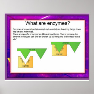 Wissenschaft, Verdauung, Enzyme am Arbeitsplatz Poster