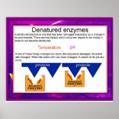 Wissenschaft, Verdauung, vergessene Enzyme Poster (Vorne)