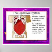 Wissenschaft, Verdauungssystem Poster (Vorne)