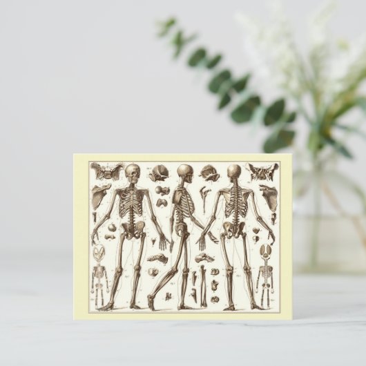 Wissenschaftliche Abbildung des menschlichen Skele Postkarte (Stehend Vorderseite)