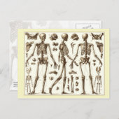 Wissenschaftliche Abbildung des menschlichen Skele Postkarte (Vorne/Hinten)