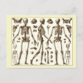 Wissenschaftliche Abbildung des menschlichen Skele Postkarte (Vorderseite)
