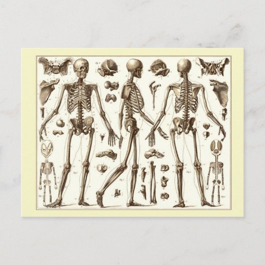 Wissenschaftliche Abbildung des menschlichen Skele Postkarte (Vorderseite)