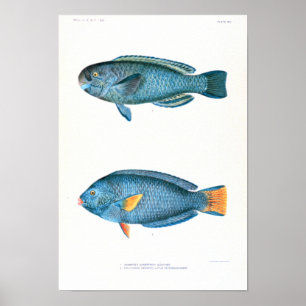 Wissenschaftliche Fisch-Studien Poster