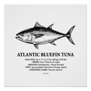 Wissenschaftliche Illustration des Atlantischen Bl Poster