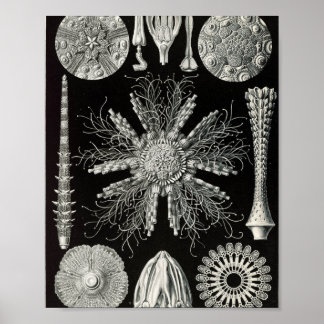 Wissenschaftliche Illustration von Vintage-Seeigel Poster