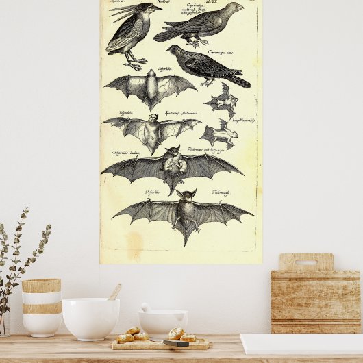 Wissenschaftliche Illustration von Vögeln und Fled Poster (Küche)
