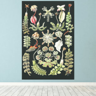 Wissenschaftliche Naturkunst Ernst Haeckel Lebermo Leinwanddruck