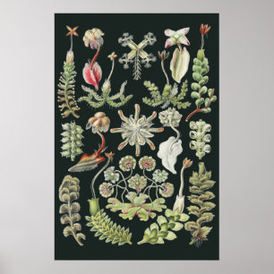 Wissenschaftliche Naturkunst Ernst Haeckel Lebermo Poster