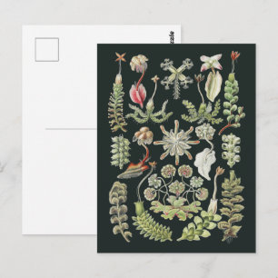 Wissenschaftliche Naturkunst Ernst Haeckel Lebermo Postkarte