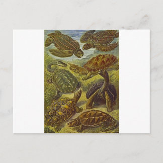 Wissenschaftlicher Druck von Schildkröten Postkarte