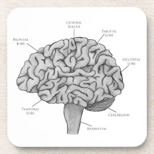 Wissenschaftliches Gehirn Getränkeuntersetzer