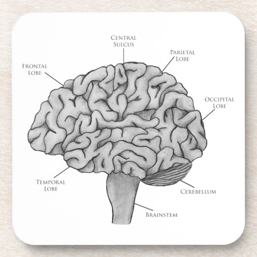 Wissenschaftliches Gehirn Getränkeuntersetzer (Vorderseite)
