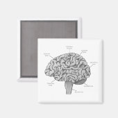 Wissenschaftliches Gehirn Magnet (Vorderseite/Rückseite)