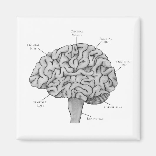 Wissenschaftliches Gehirn Magnet (Vorne)