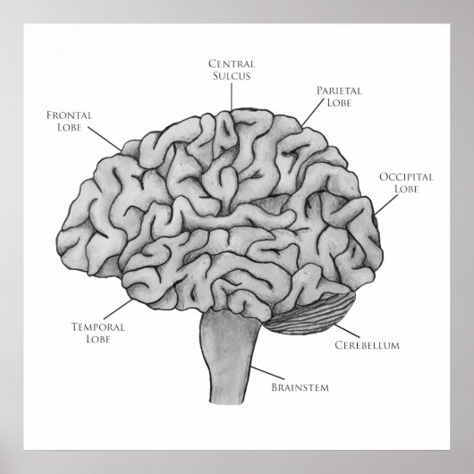 Wissenschaftliches Gehirn Poster (Vorne)