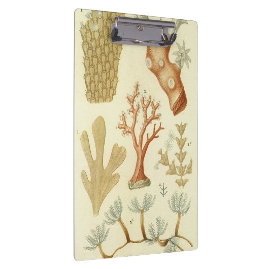 Wissenschaftslehrbuch Biologie, Vintage Korallenti Klemmbrett (Rechts)