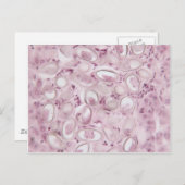 Wissenschaftsparasit Postkarte (Vorne/Hinten)