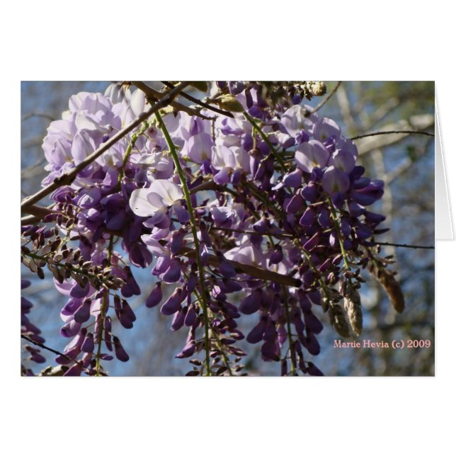 Wisteria (Vorderseite (Horizontal))