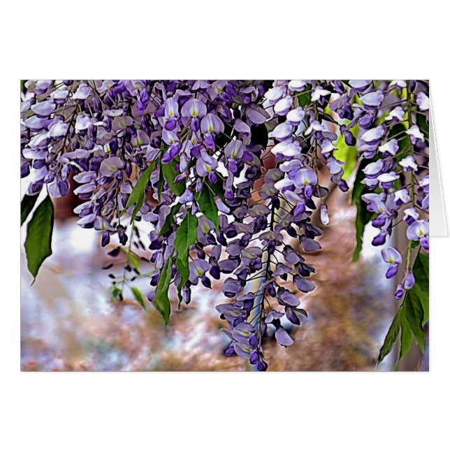 Wisteria (Vorderseite (Horizontal))