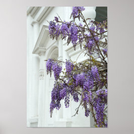 Wisteria, Alte Kirche, Charleston, South Carolina Poster