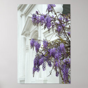 Wisteria, Alte Kirche, Charleston, South Carolina Poster