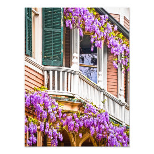Wisteria auf einem Vintagen südlichen Zuhause in Fotodruck