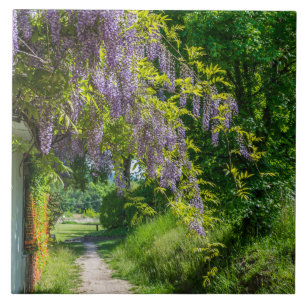 Wisteria auf einer Landspur Keramik Fliesen