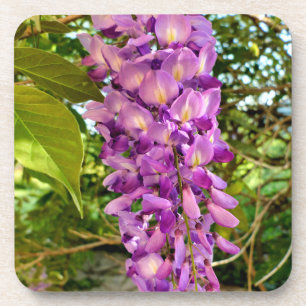 Wisteria Bloom Getränkeuntersetzer