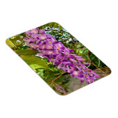 Wisteria Bloom Magnet (Rechte Seite)