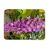 Wisteria Bloom Magnet (Horizontal)