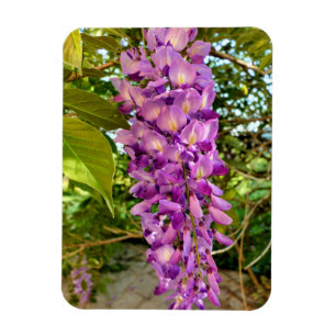 Wisteria Bloom Magnet