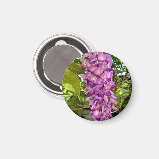 Wisteria Bloom Magnet (Vorderseite/Rückseite)